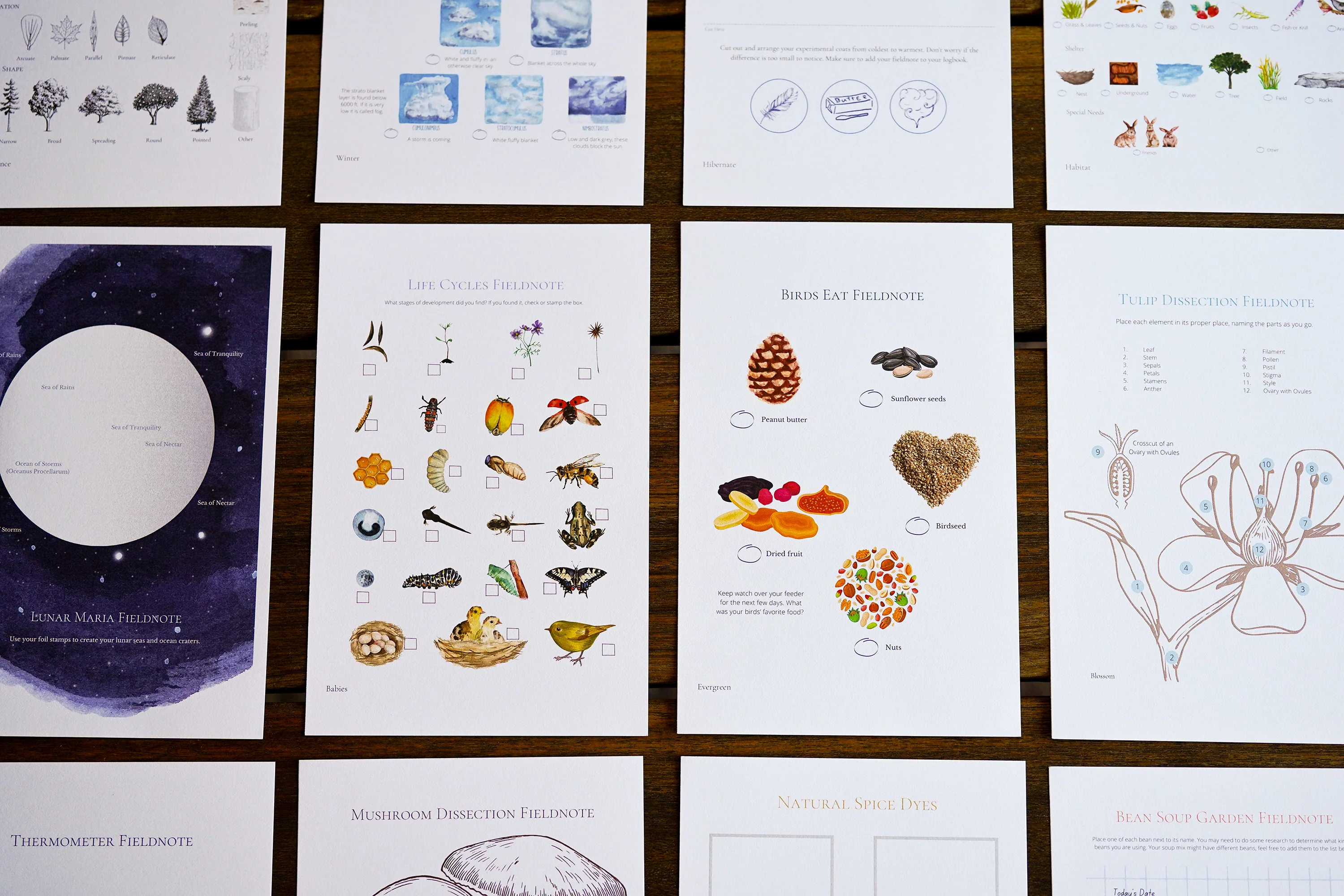 Seasons Afield Fieldnote & Watercolor Cards - Image 2