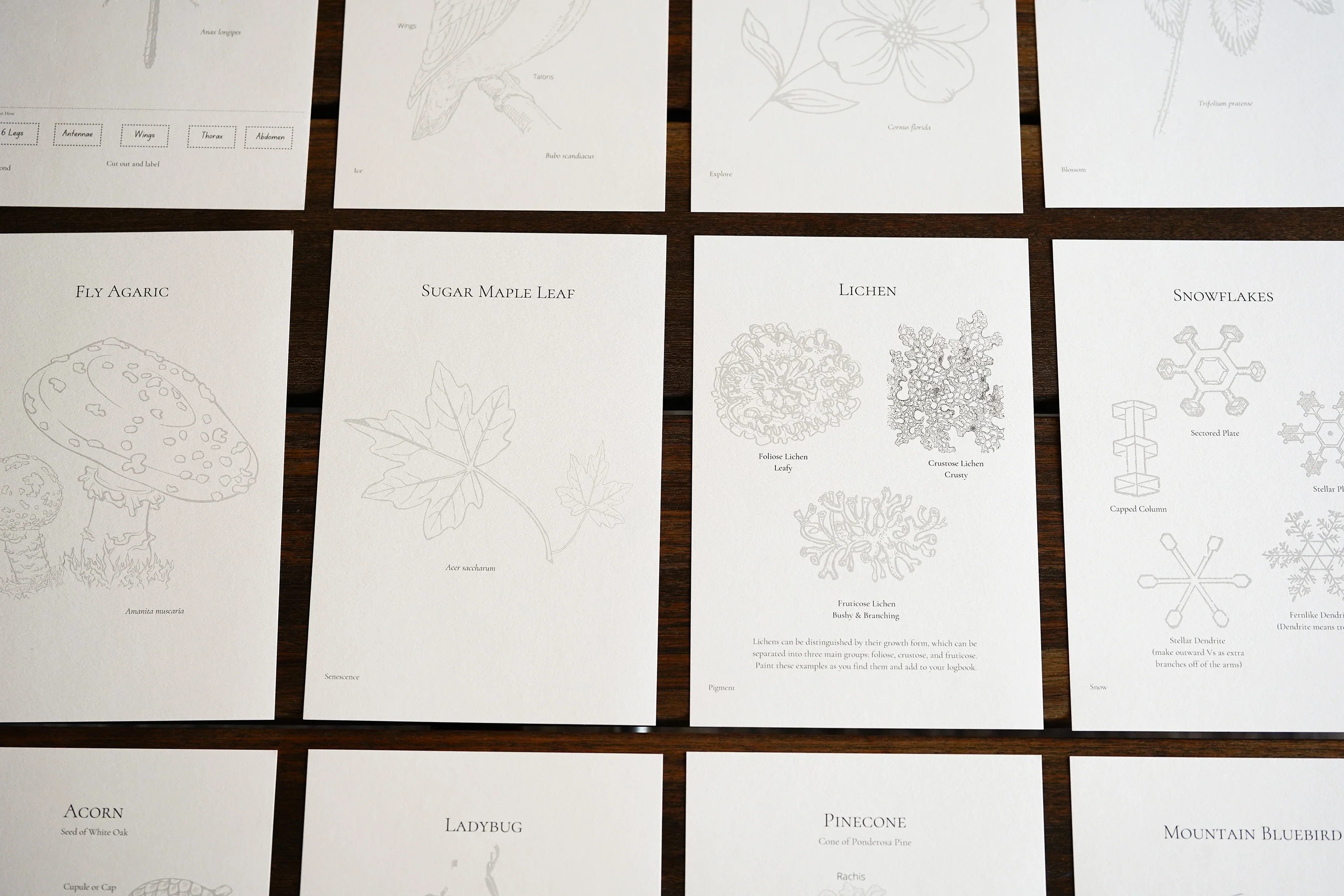 Seasons Afield Fieldnote & Watercolor Cards - Image 3